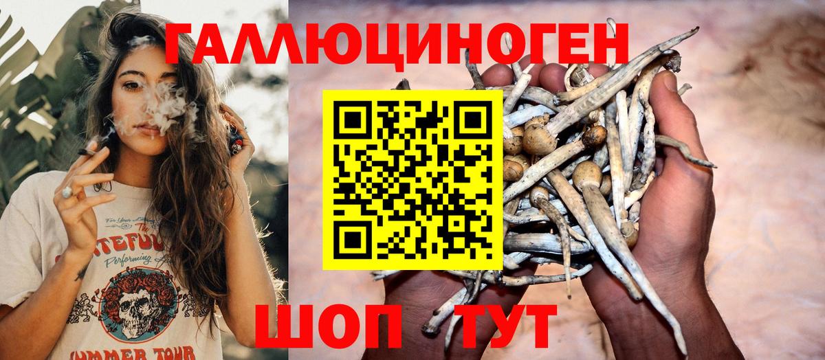 Галлюциногенные грибы Psilocybe Пугачёв